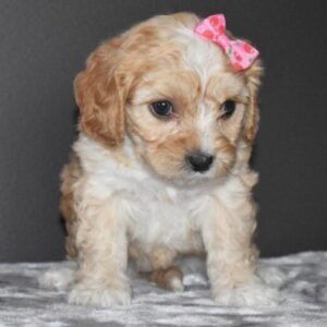 cavachon kaufen deutschland