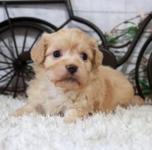 SAGE – Weiblicher Cavachon Welpe zu verkaufen