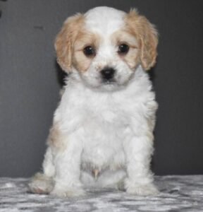 🐶 Maxwell – Männlicher Cavachon Welpe zu verkaufen