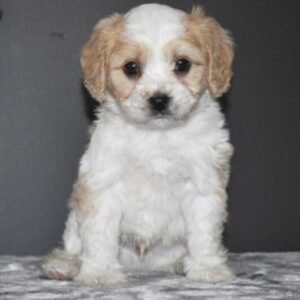 🐶 Maxwell – Männlicher Cavachon Welpe zu verkaufen