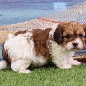 cavachon kaufen schweiz