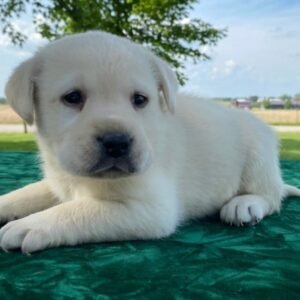 🐾 HAILEY – Weiblicher Labrador Welpe zu verkaufen