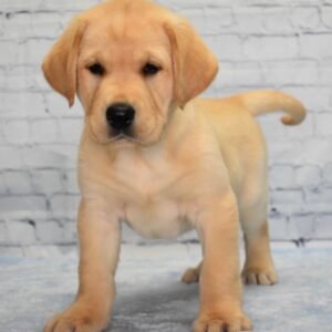 🐾 BROOKLYN – Männlicher Labrador Welpe zu verkaufen