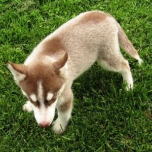 🐾 LIL BEAR – Männlicher Siberian Husky Welpe zu verkaufen