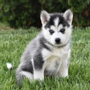 🐾 ADDIE – Weiblicher Siberian Husky Welpe zu verkaufen