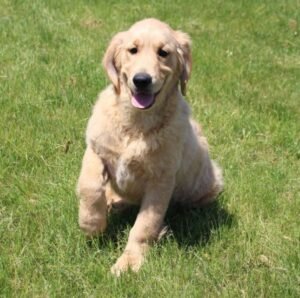 🐾 PRESTON – Männlicher Golden Retriever Welpe zu verkaufen