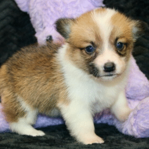 corgi kaufen hamburg