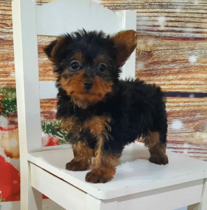 🐾 WILLOW – Männlicher Yorkshire Terrier Welpe zu verkaufen