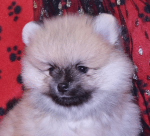 Tasha – Weiblicher Pomeranian
