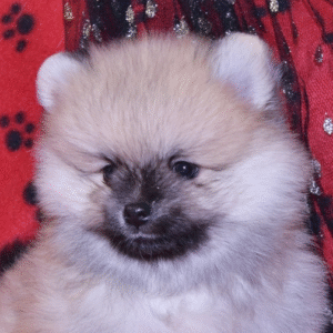 Tasha – Weiblicher Pomeranian