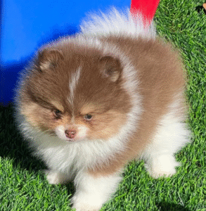 Pello – Männlicher Pomeranian